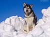miniatura_Alaskan Malamute copia